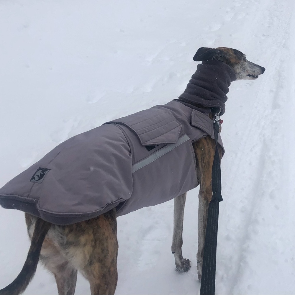 Winter Coat for greyhound